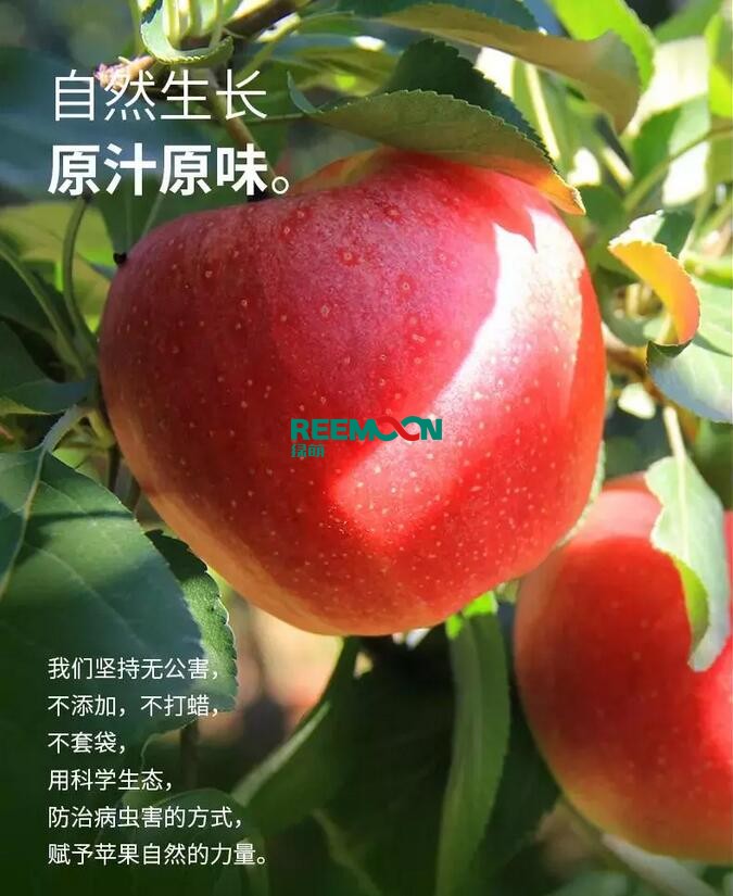 昭通蘋果：依靠短根莖種植和數(shù)字分揀技術(shù)帶動蘋果產(chǎn)業(yè)標(biāo)準(zhǔn)化在推動蘋果產(chǎn)業(yè)發(fā)展的過程中，昭通始終把加強企業(yè)領(lǐng)導(dǎo)力作為一個有力的切入點。為此，引進(jìn)陜西海生、SDIC中路、一寶、華師天農(nóng)等30多家企業(yè)，打造冷鏈物流市場，對蘋果進(jìn)行深加工，建立物聯(lián)網(wǎng)和大數(shù)據(jù)聯(lián)合應(yīng)用平臺，追蹤蘋果生產(chǎn)全過程。已成為華南地區(qū)最