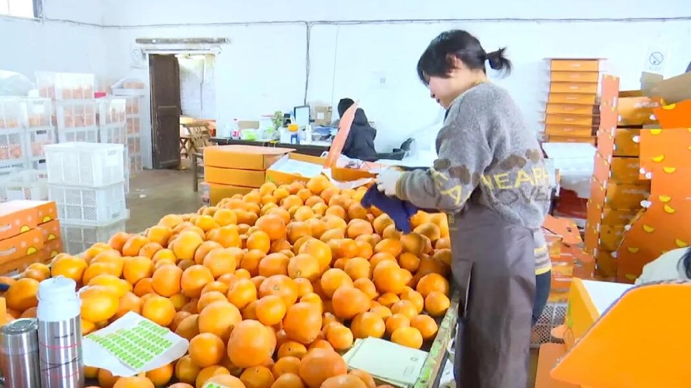 水果分選，提高效益！浙江溫嶺建成首條水果無(wú)損檢測(cè)分級(jí)流水線 眼下正是柑橘名果“紅美人”大批量上市期。這幾日，東浦農(nóng)業(yè)開(kāi)發(fā)有限公司東浦現(xiàn)代農(nóng)業(yè)產(chǎn)品中心正在調(diào)試我市首條水果無(wú)損檢測(cè)分級(jí)流水線。該流水線不僅能區(qū)分果實(shí)大小、輕重，還能通過(guò)激光、紅外光譜，分辨出果實(shí)有無(wú)擦傷等瑕疵