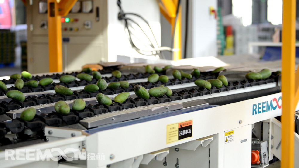 據ASIAFRUIT亞洲水果報道，貴妃芒本季有望迎來日本市場的開放。眾所周知，水果出口的門檻更高。人工分揀充滿主觀性和不確定性，靠人工分揀無法滿足出口的標準，一臺能夠準確檢測水果各項指標的分選機對于出口水果的檢測顯得尤為重要。綠萌（REEMOON ）創立于2001年，依托于中國科學院及華中農業大學，專注